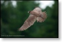 Kříženec sokola loveckého, WS fotografování dravců,Luka nad Jihlavou