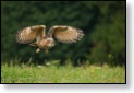 Výr velký, WS fotografování dravců,Luka nad Jihlavou